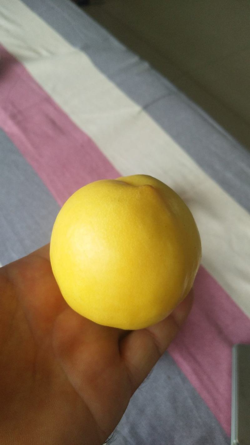黄油桃脆甜可口，喜欢你就来