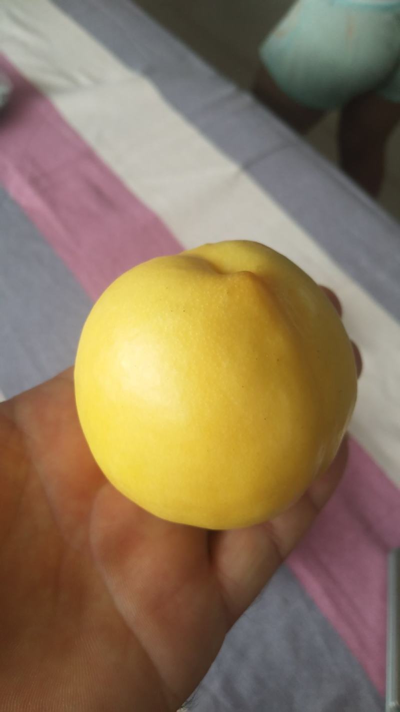 黄油桃脆甜可口，喜欢你就来
