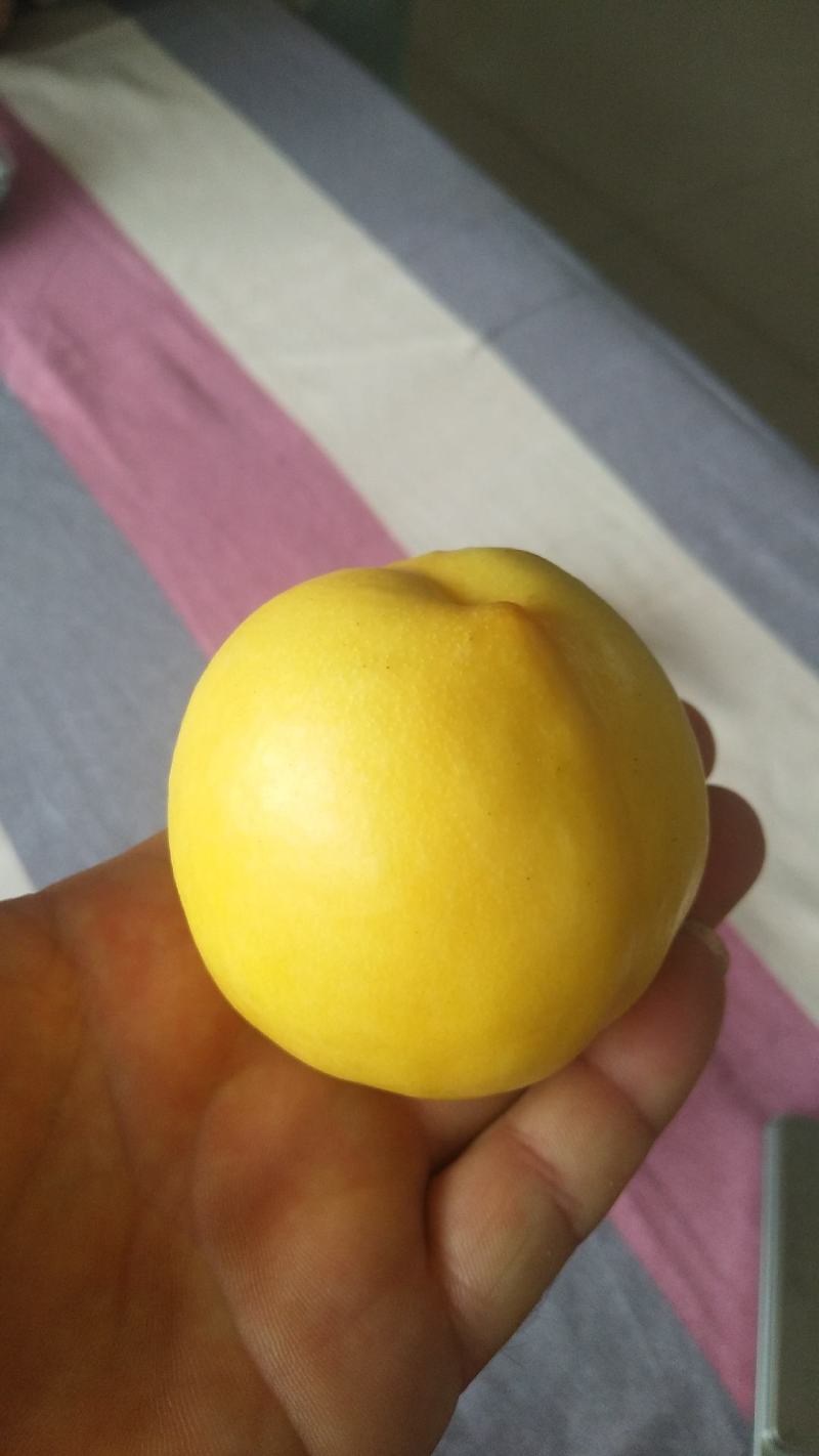 黄油桃脆甜可口，喜欢你就来
