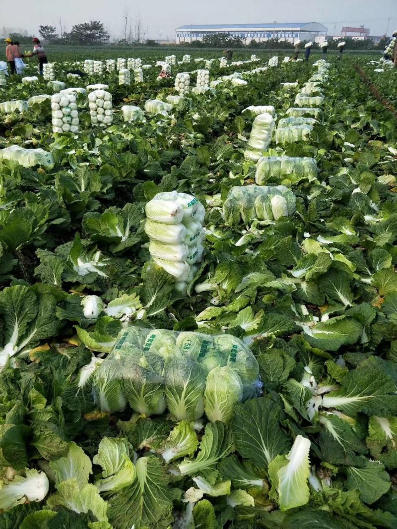 潘家湾蔬菜基地直供:早山地王黄心白菜、3~5斤