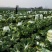 潘家湾蔬菜基地直供:早山地王黄心白菜、3~5斤