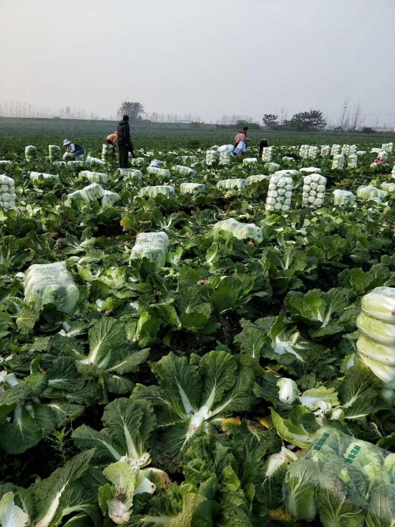 潘家湾蔬菜基地直供:早山地王黄心白菜、3~5斤