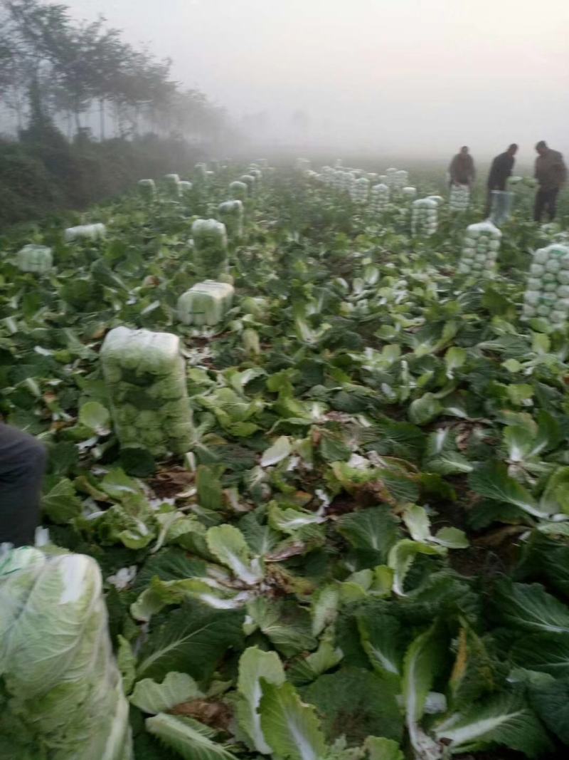 潘家湾蔬菜基地直供:早山地王黄心白菜、3~5斤