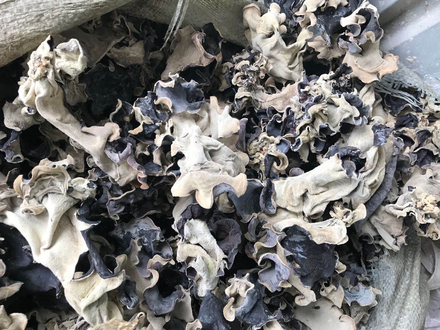 红毛木耳加工生产线