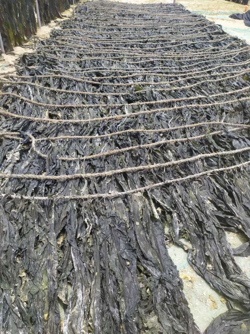 【食堂专用】包运费！泡水福建海带长丝干海带厂家直销，