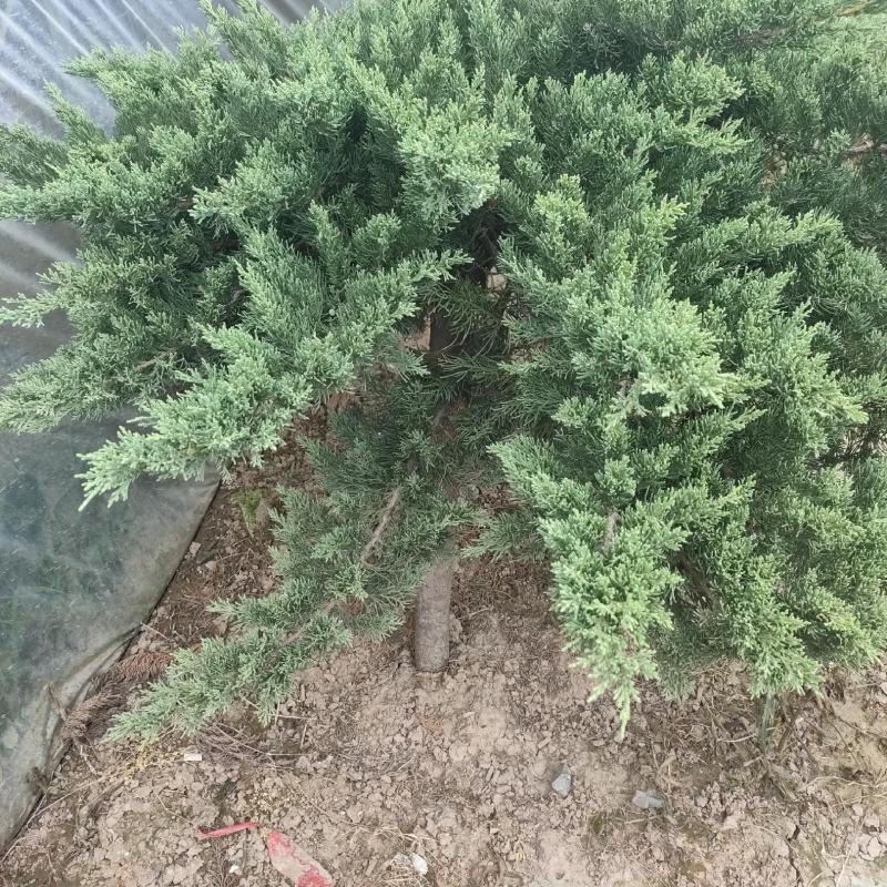 锦带，优质锦带，红王子锦带，金叶锦带，四季锦带，产地直供