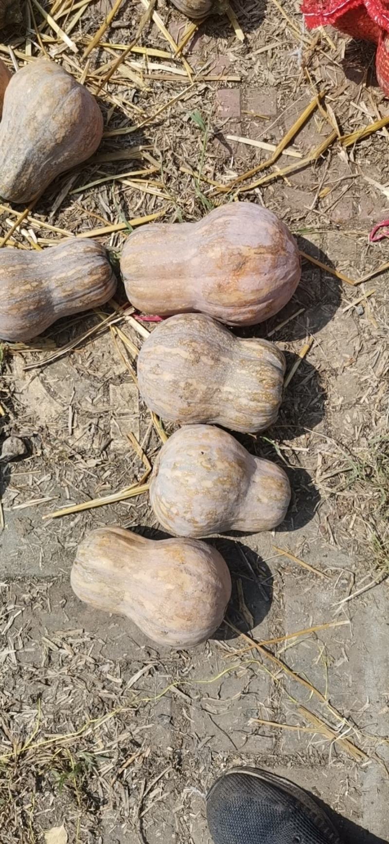 金香小南瓜，产业甚地直供