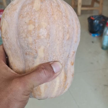 金香小南瓜，产业甚地直供