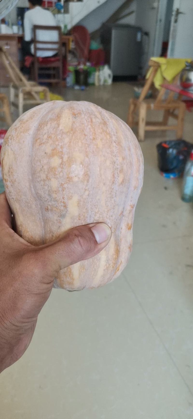 金香小南瓜，产业甚地直供