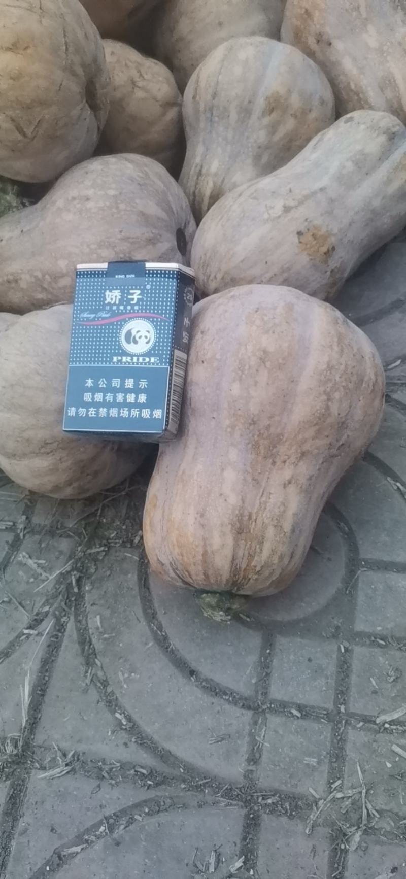 金香小南瓜，产业甚地直供