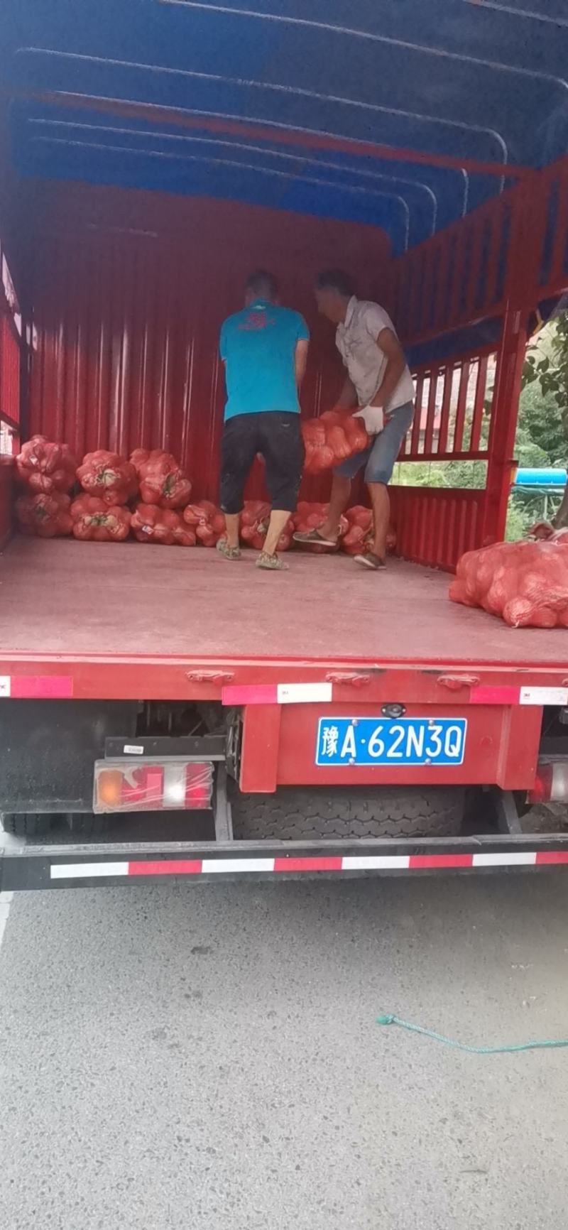 金香小南瓜，产业甚地直供