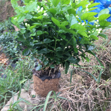 栀子花，花朵和黄角兰花朵大量有货无论是朵花还是盆栽以及工程苗