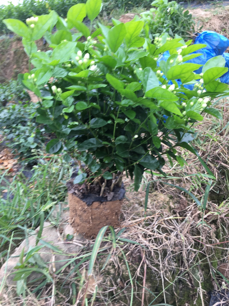 栀子花，花朵和黄角兰花朵大量有货无论是朵花还是盆栽以及工程苗