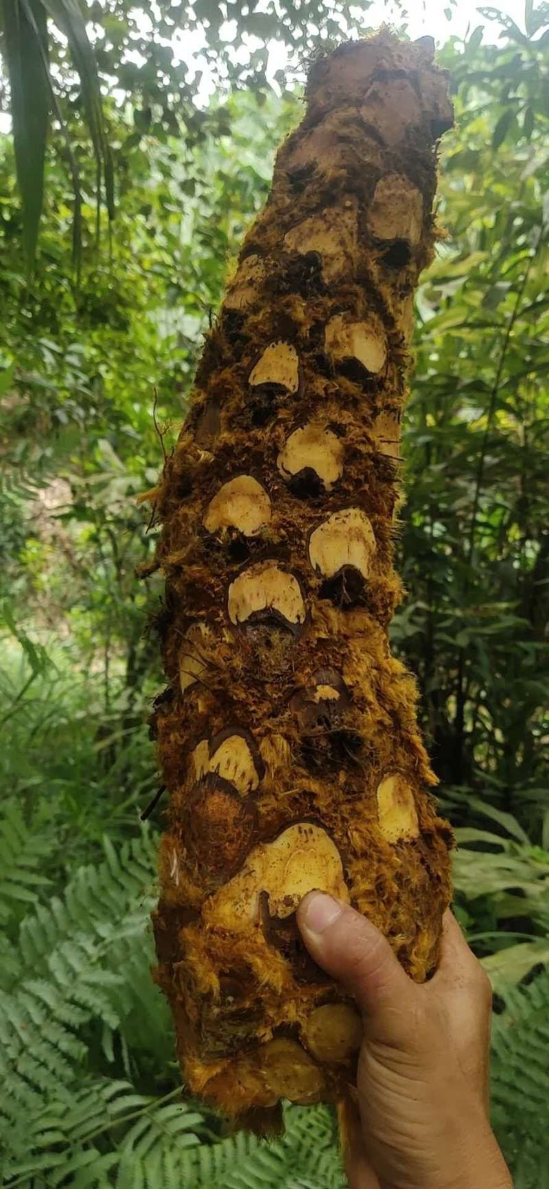 狗脊大货需要的联系