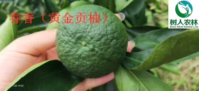 春香柑橘苗（黄金贡柚）/树人农林基地直发/保湿发货