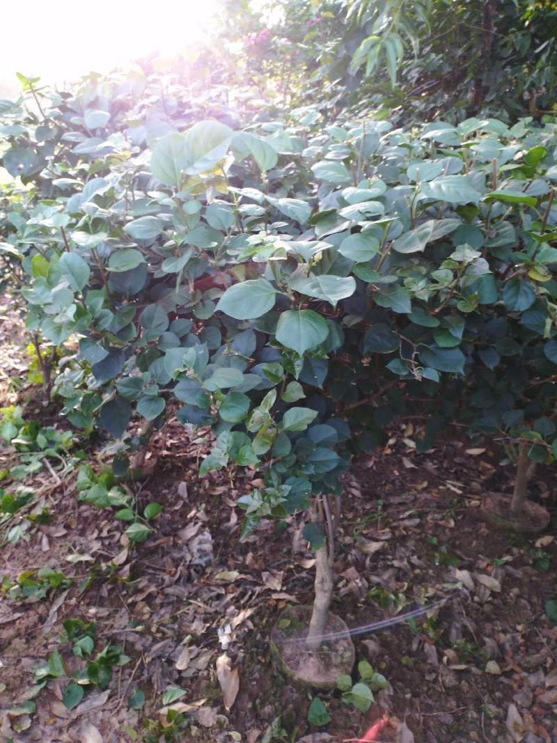 【优选】三角梅笼子藤条杯苗地苗规格齐全全国发货