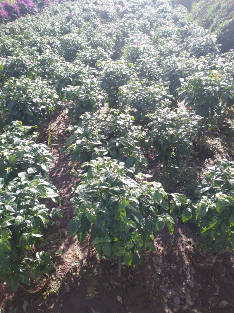 【优选】三角梅笼子藤条杯苗地苗规格齐全全国发货