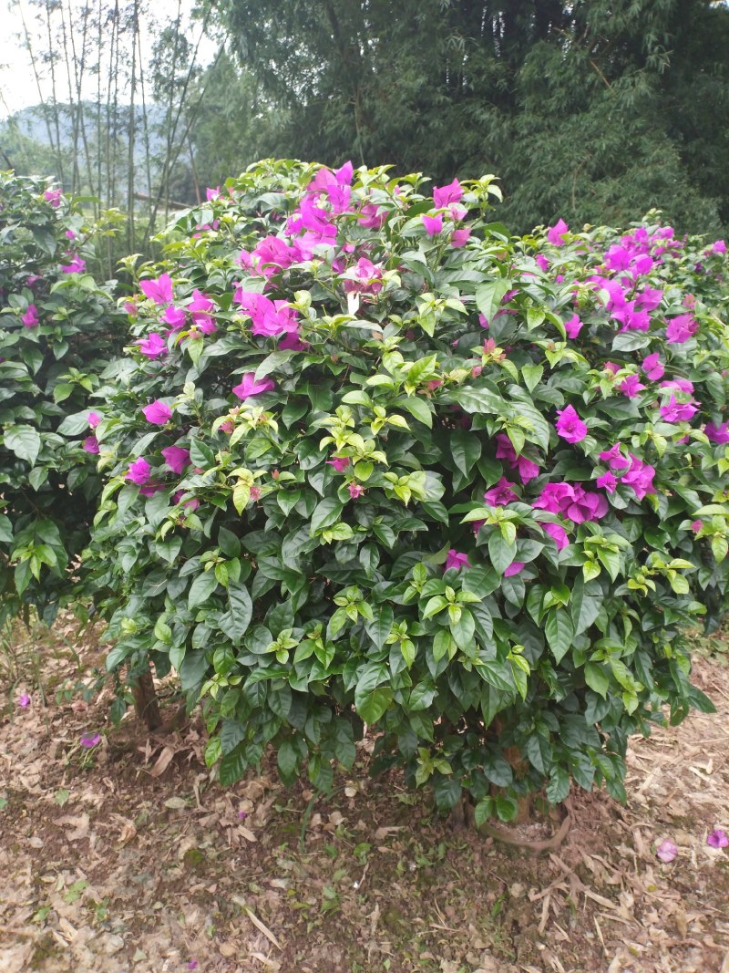 【优选】三角梅笼子藤条杯苗地苗规格齐全全国发货
