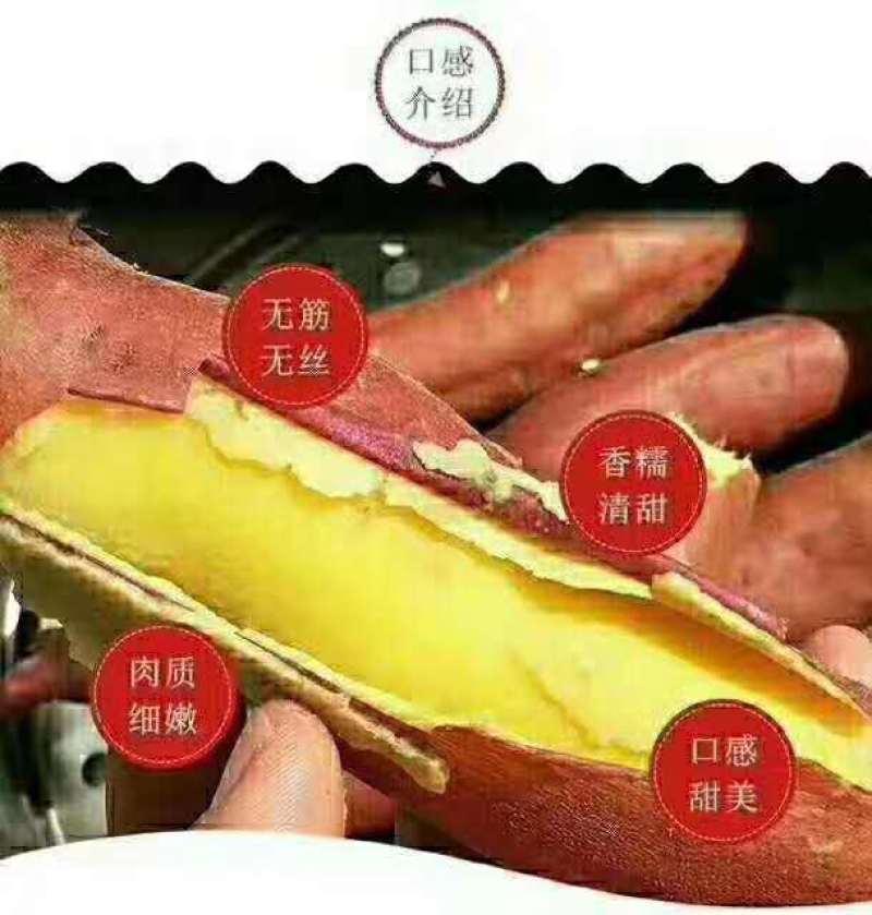 板栗红薯批发，零售