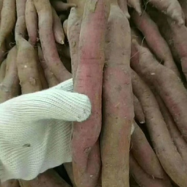 板栗红薯批发，零售