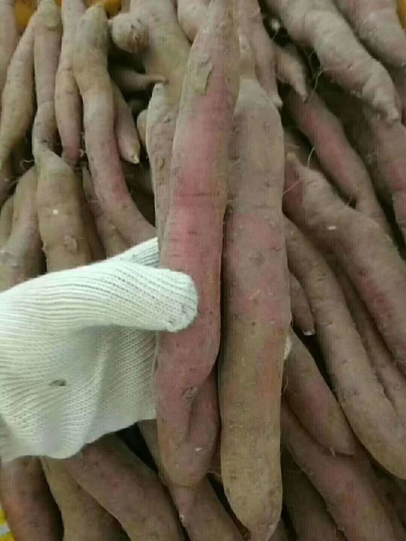 板栗红薯批发，零售