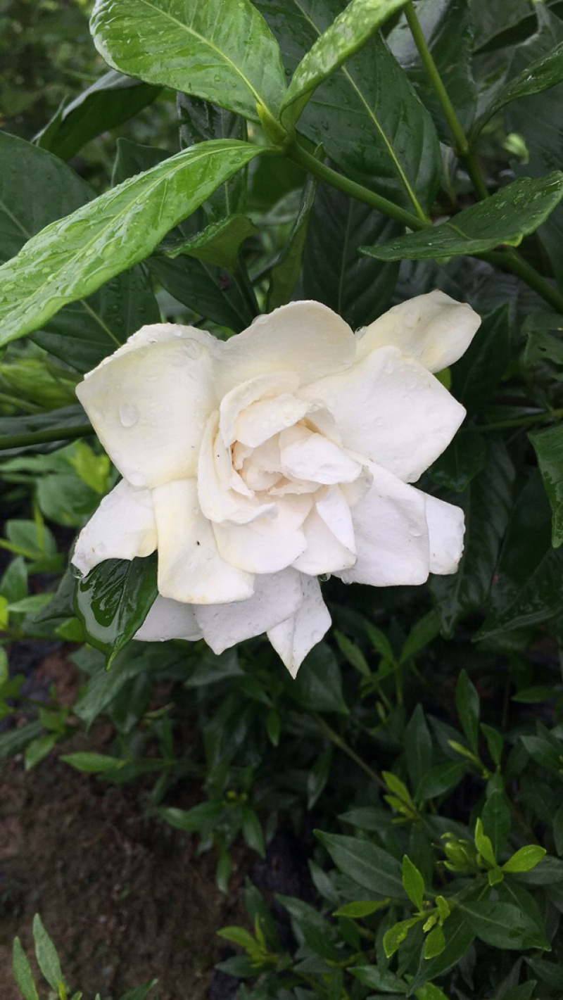 栀子花杯苗和大量茉莉花夜来香大量有货.需要的老板请联系我