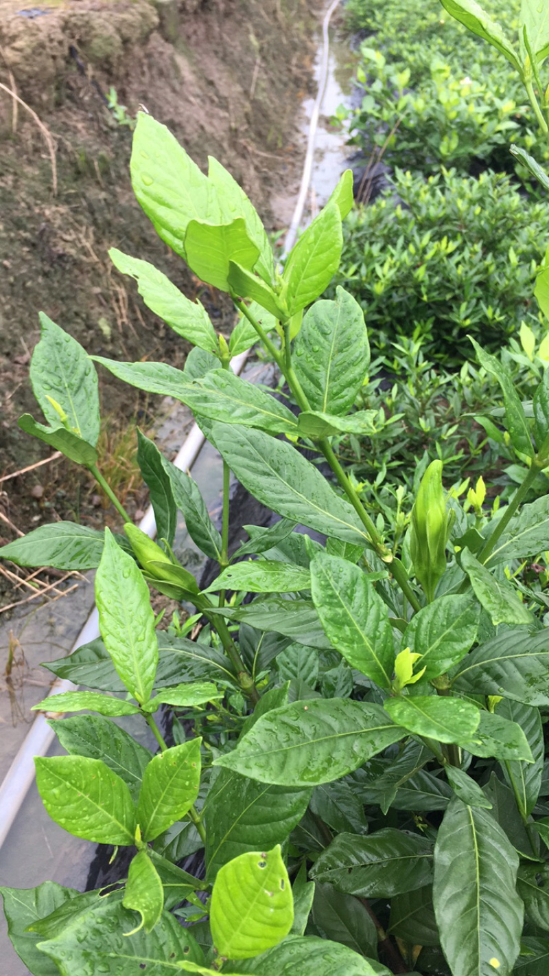 栀子花杯苗和大量茉莉花夜来香大量有货.需要的老板请联系我
