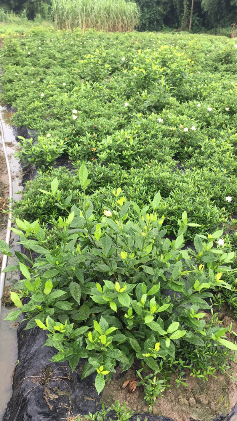 栀子花杯苗和大量茉莉花夜来香大量有货.需要的老板请联系我