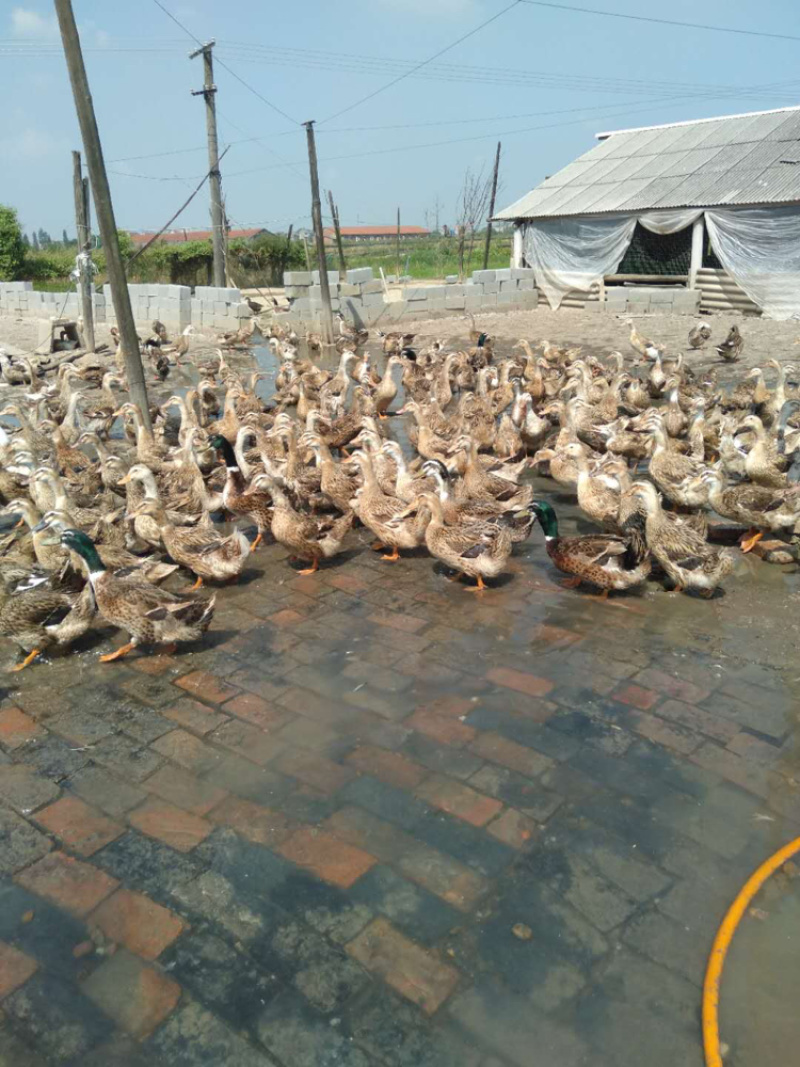 一年多淘汰麻鸭长期供应，价格随时有变，价格随行就市