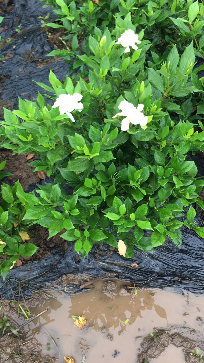 茉莉花枝子花和黄桷兰大量有货年供应盆栽和工程苗都有货。