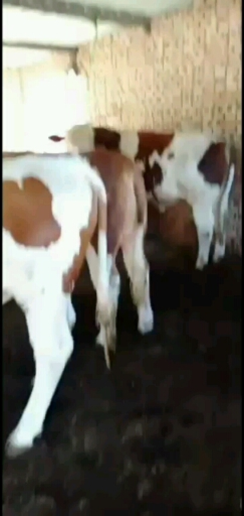 【热售中】肉牛西门塔尔牛，夏洛莱牛，利木赞牛！