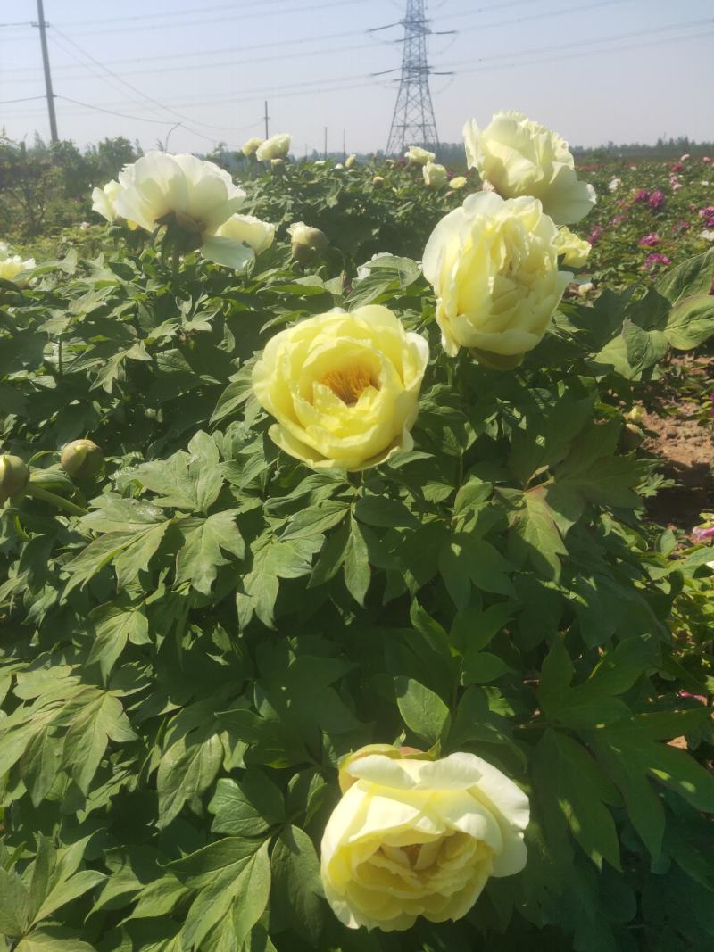 观赏牡丹基地直发，包成活包开花