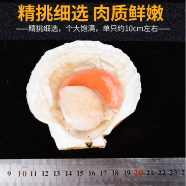 鲜活大扇贝鲜贝夏威夷贝优质扇贝