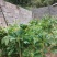 云南省大理州漾濞县滇重楼苗高山种植自产自销保证品质