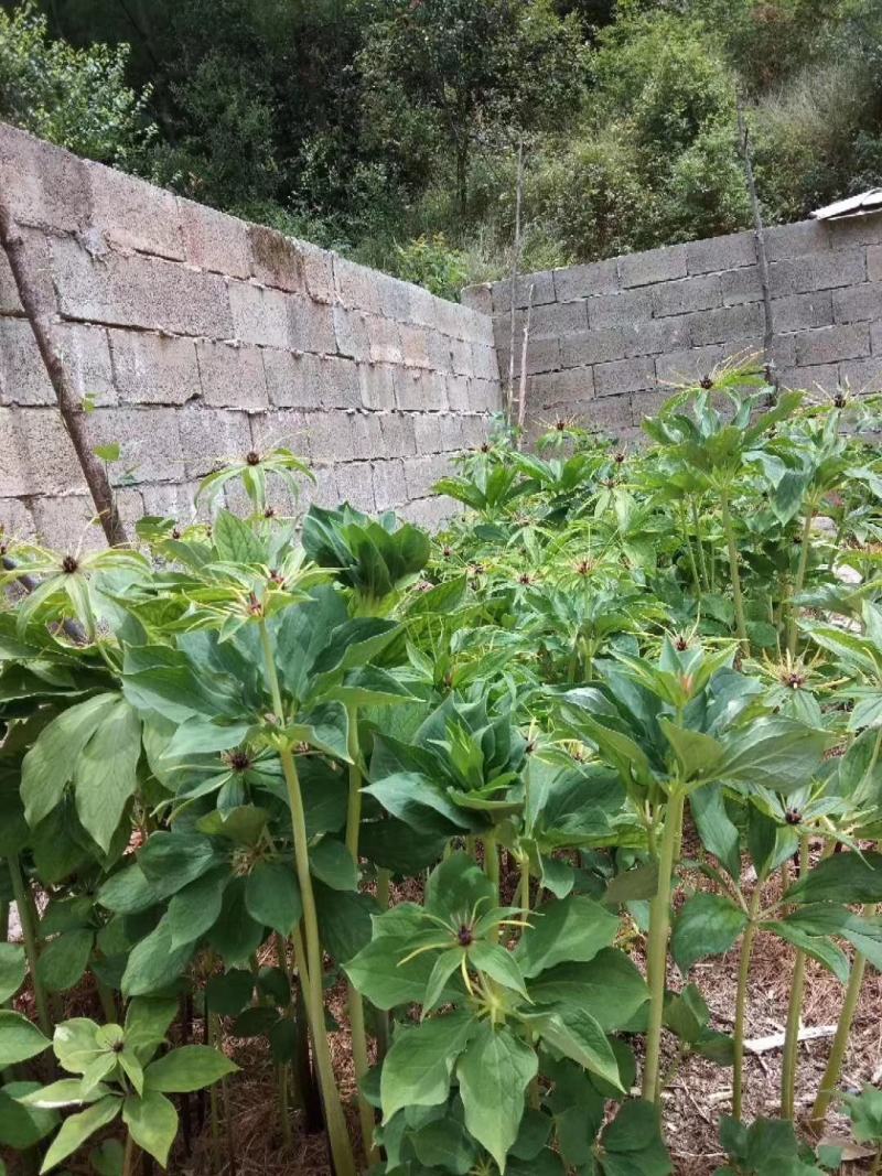 云南省大理州漾濞县滇重楼苗高山种植自产自销保证品质