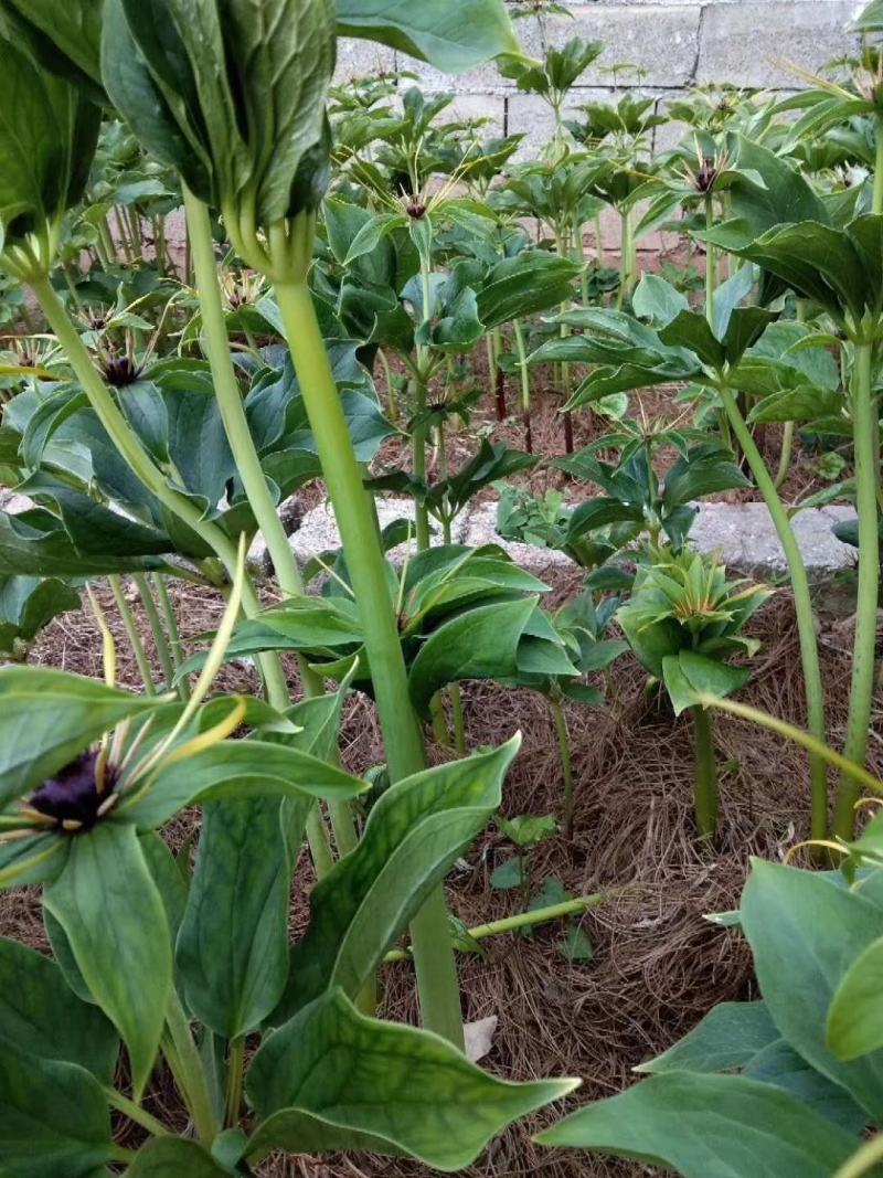云南省大理州漾濞县滇重楼苗高山种植自产自销保证品质