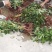 云南省大理州漾濞县滇重楼苗高山种植自产自销保证品质