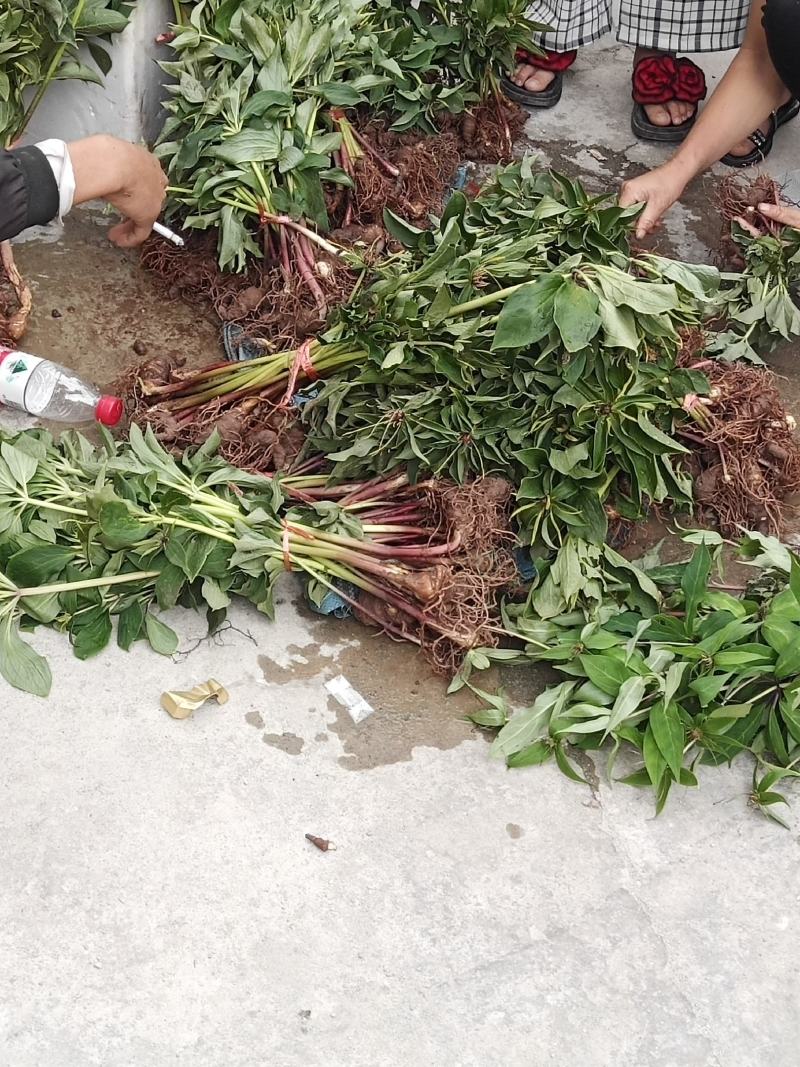 云南省大理州漾濞县滇重楼苗高山种植自产自销保证品质