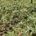 云南省大理州漾濞县滇重楼苗高山种植自产自销保证品质