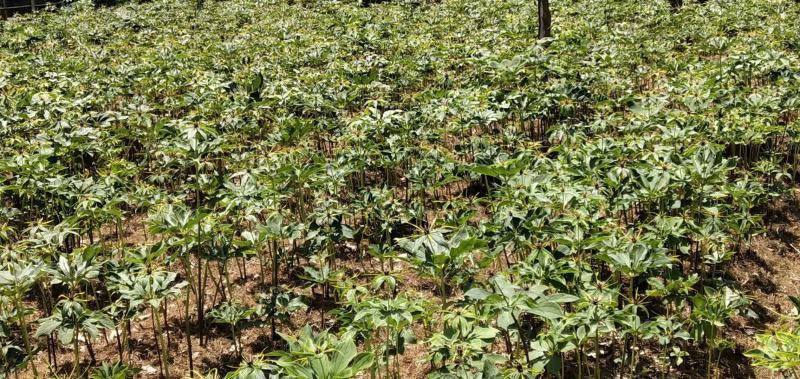 云南省大理州漾濞县滇重楼苗高山种植自产自销保证品质