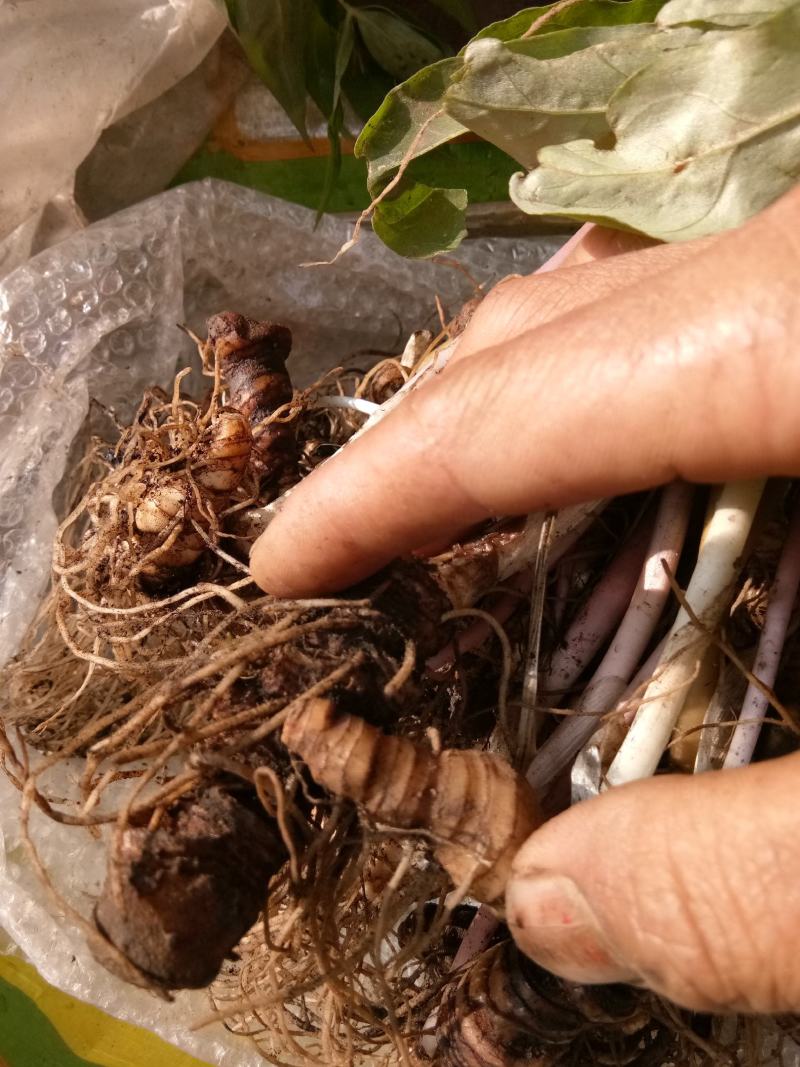 云南省大理州漾濞县滇重楼苗高山种植自产自销保证品质