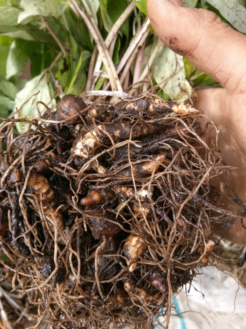 云南省大理州漾濞县滇重楼苗高山种植自产自销保证品质