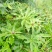 云南省大理州漾濞县滇重楼苗高山种植自产自销保证品质