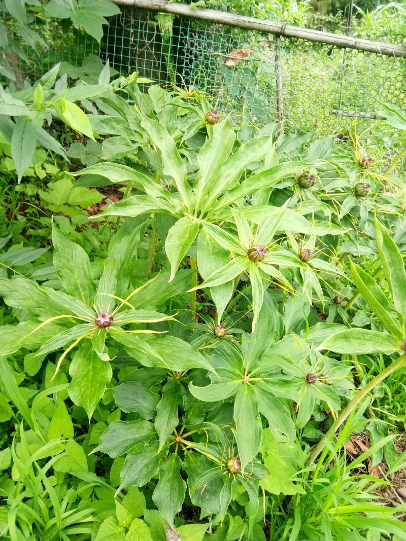 云南省大理州漾濞县滇重楼苗高山种植自产自销保证品质