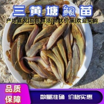 优质快大种苗本地三黄塘鲺苗，塘角鱼，胡须鲶鱼苗