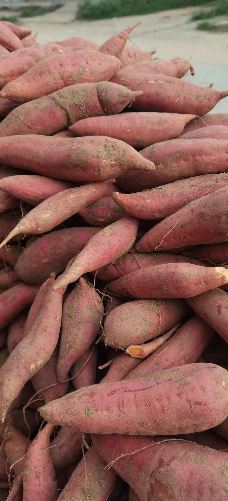 西瓜红红薯超市现挖现发走市场，电商。口感好。