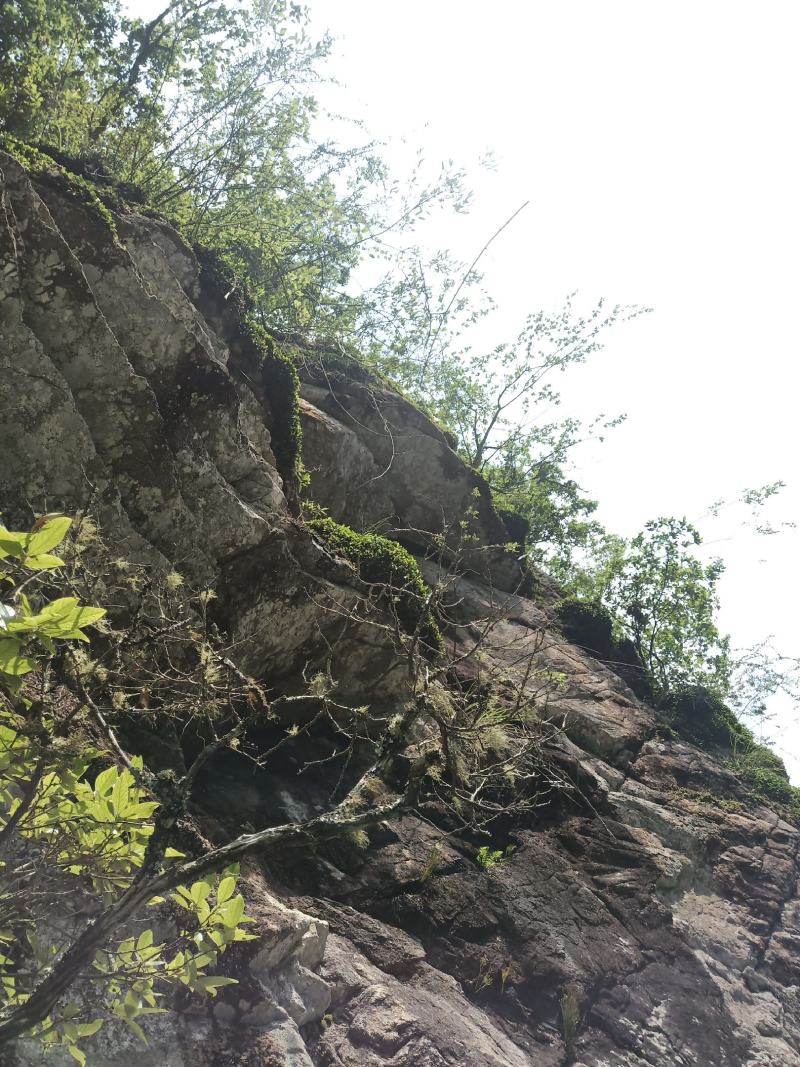 红豆石橄榄来自大山里的野生货哦！吃了身体好。诚信为本。好