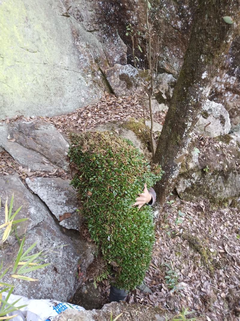 红豆石橄榄来自大山里的野生货哦！吃了身体好。诚信为本。好