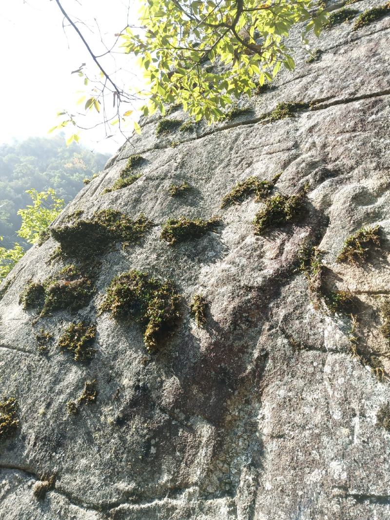红豆石橄榄来自大山里的野生货哦！吃了身体好。诚信为本。好