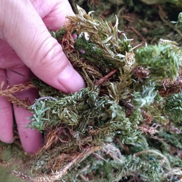 千层塔，金不换，虱子草质量上乘，欢迎选购！